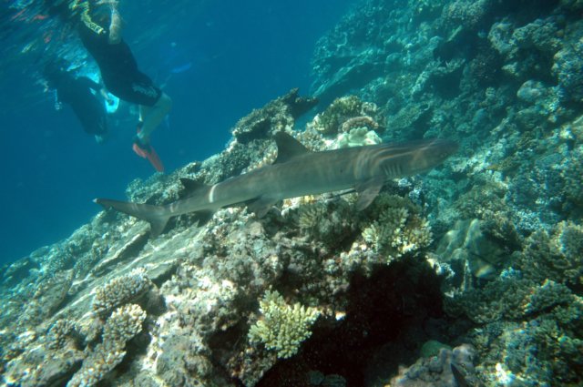 whitetipreefshark.jpg